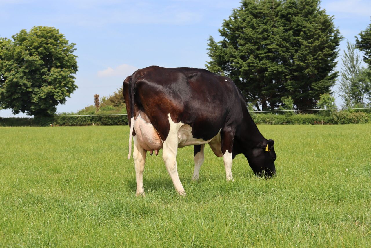 What were the top dairy sires in 2025?