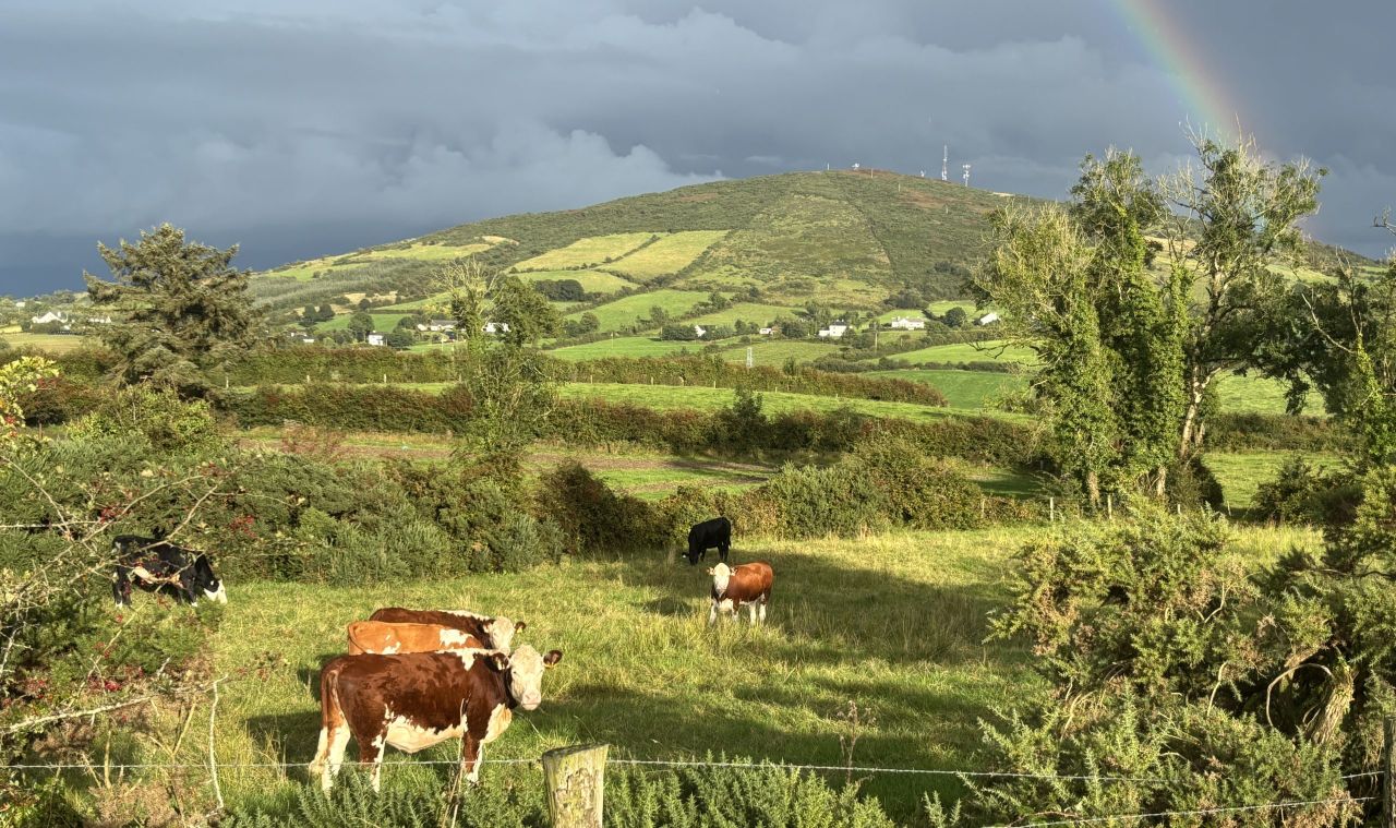 Factory quotes: Lower beef price offers reversed as throughputs rise
