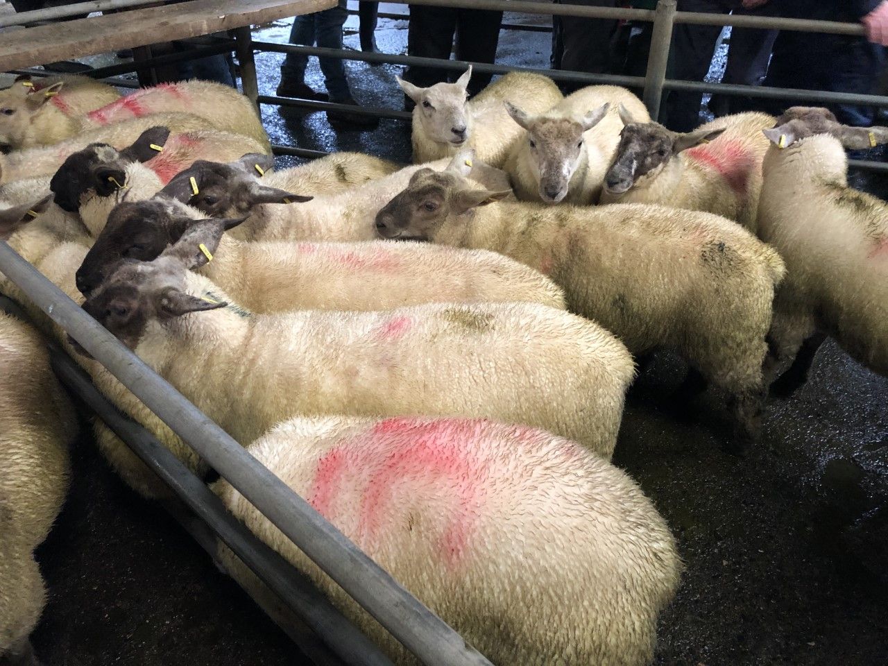Sheep trade: Forward momentum continues as deals for lambs top €5.80/kg