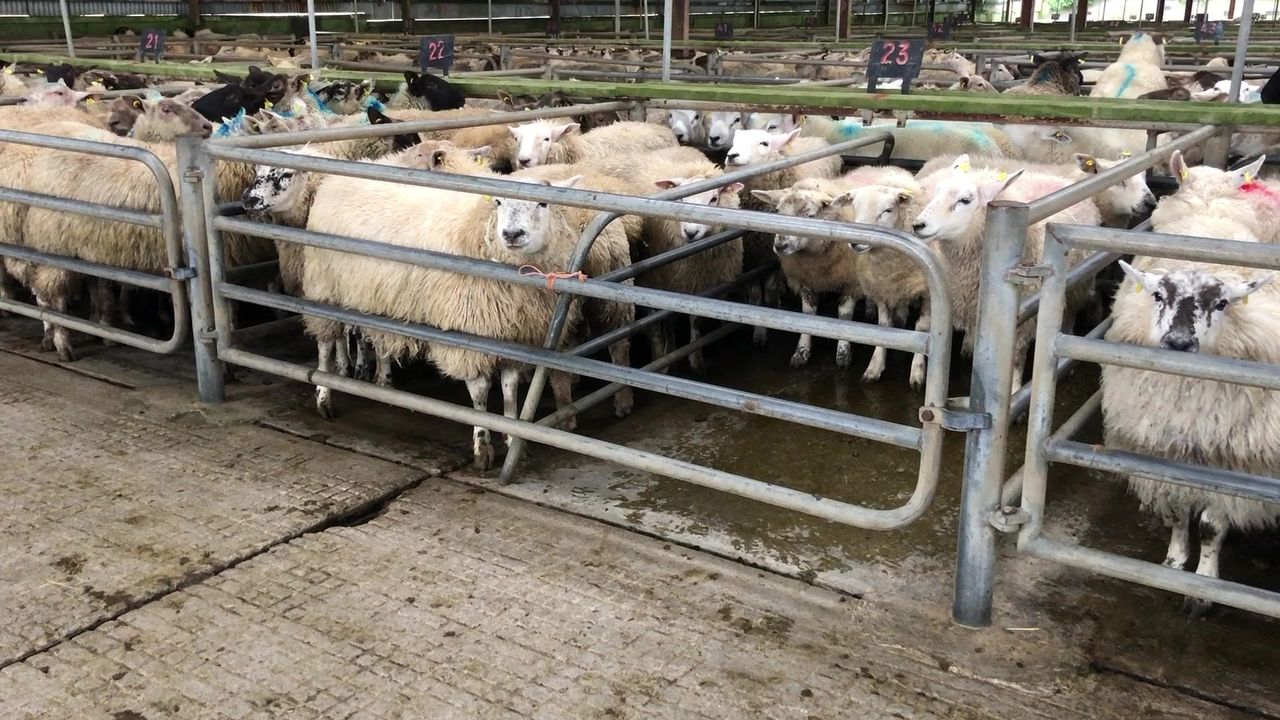 Sheep marts: Extremely good trade all round, as hogget prices continue to climb