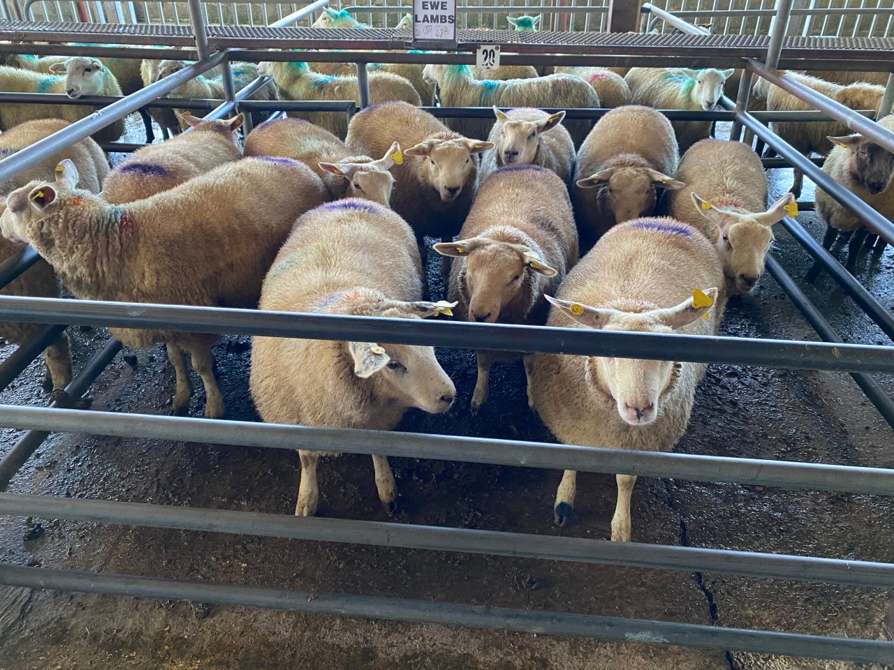 Sheep kill: Supplies tighten as throughput drops below 60,000