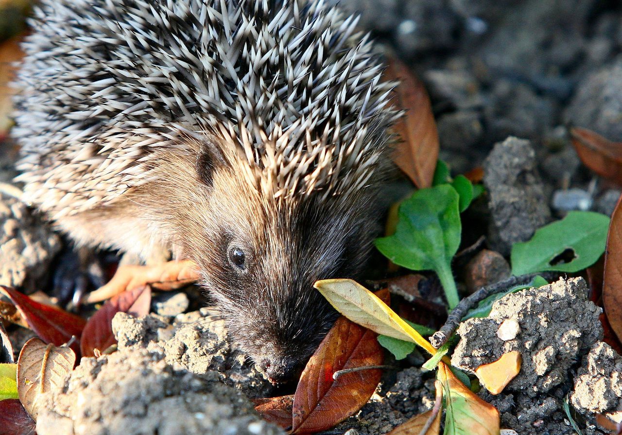 Have you spotted spiky wildlife on your farm?
