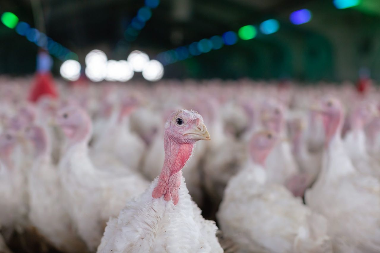 DAFM: Bird flu outbreak in commercial turkey flock in Co. Monaghan