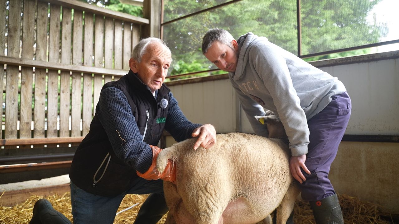 Watch: Lambing Season with ICM - dealing with 'tricky cases' at birth