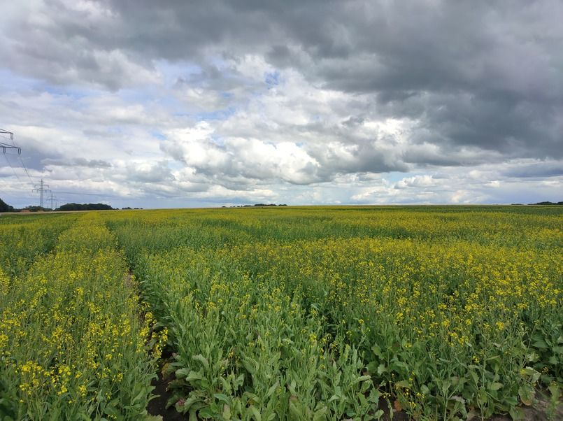 University of Galway and BioAtlantis join EU crop project