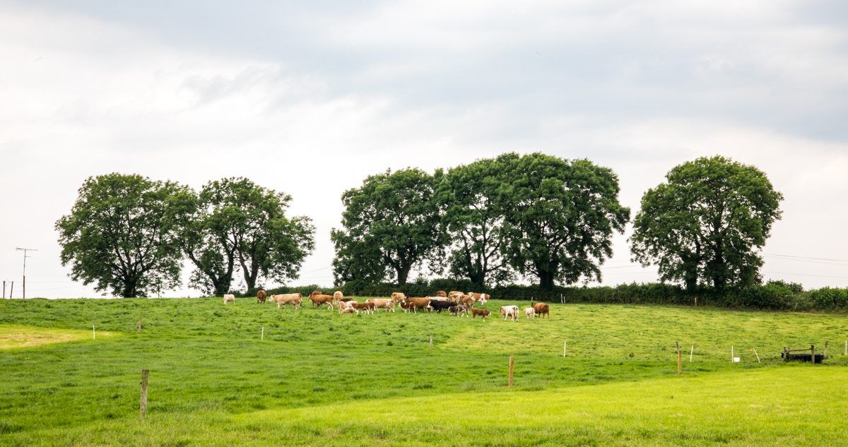 A 50 year journey: Developing animal health products for Irish farming needs
