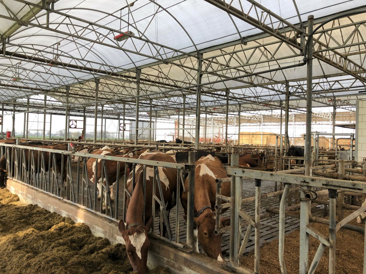 Dairy focus: Keeping labour to a minimum and automation to a maximum