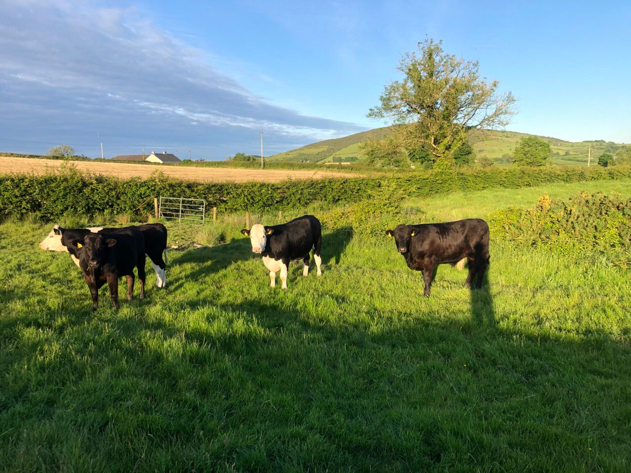 Factory quotes: Beef price rises starting to plateau