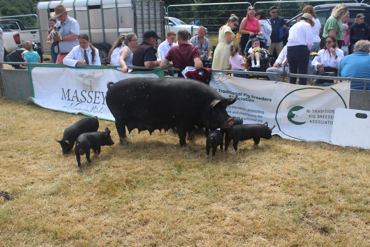 Traditional pig breeds take centre stage at Castlewellan Show 2026