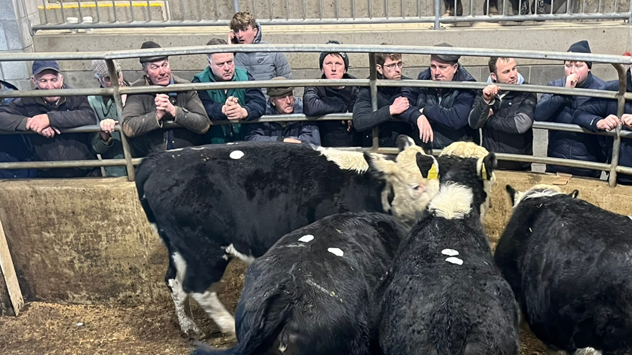 Price report: First cattle sale of the year at Carnew Mart