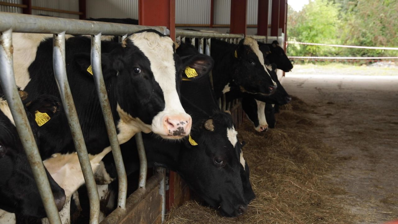 Video: The economics of 21, 24 and 28-month Holstein Friesian steer systems