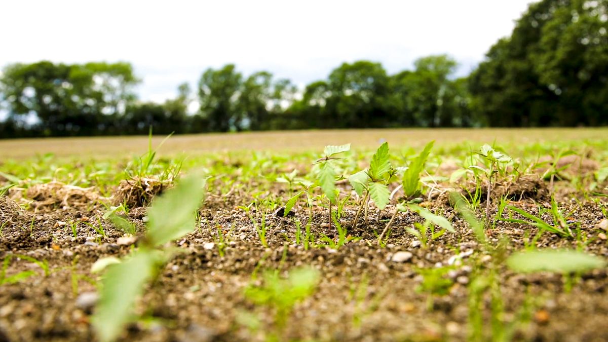 Report on growing potential of hemp and fibre crops due shortly