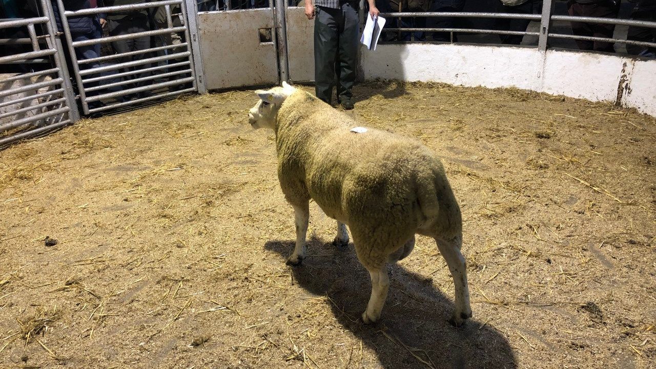 Strong demand for Euro-Star rams at multi-breed sale in Tullow