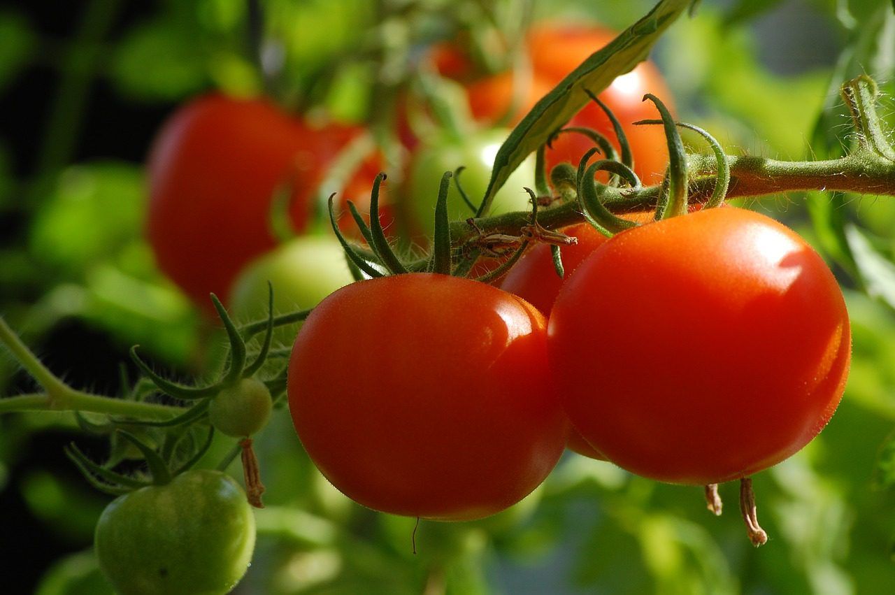 Fuel Support Scheme for Specialist Horticulture opens