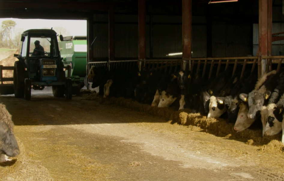 Commercial Beef Value Series: Improving genetic beef potential