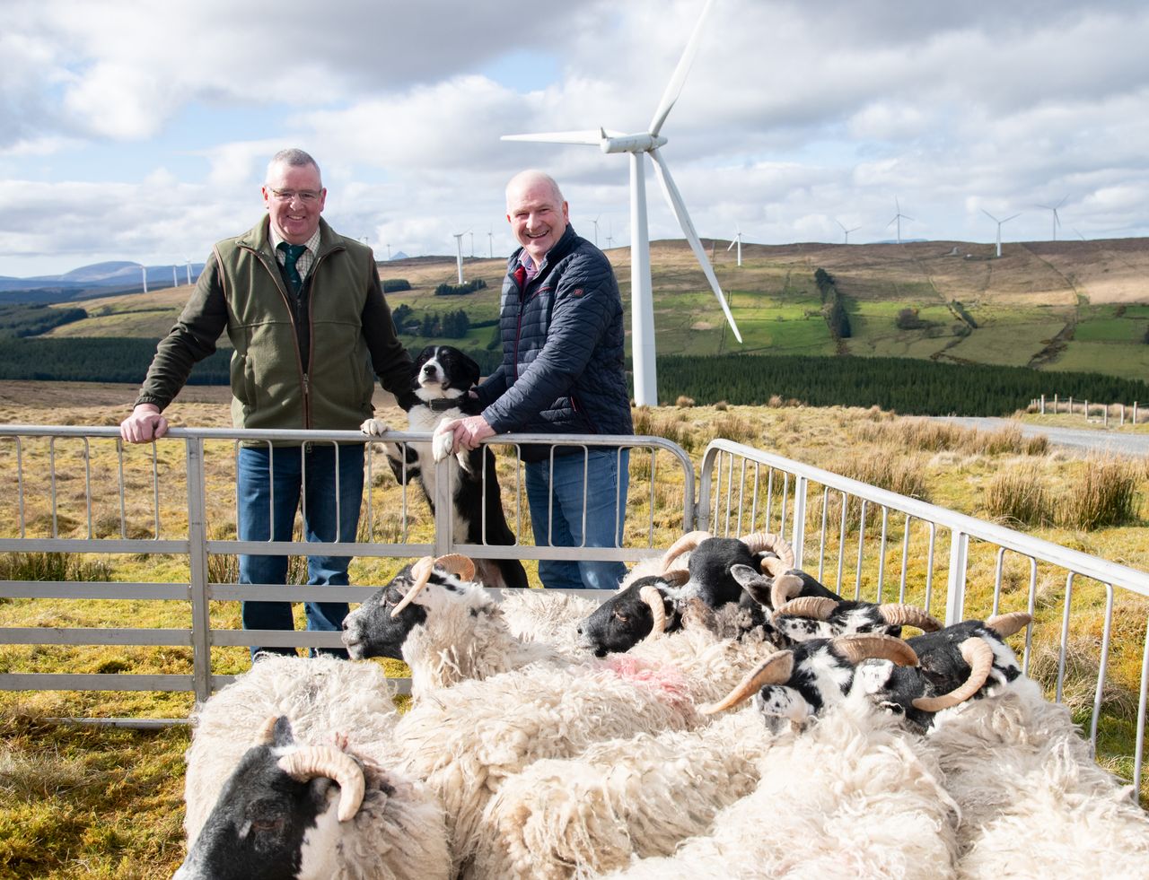 National Sheep Dog Trials planned for Donegal next week