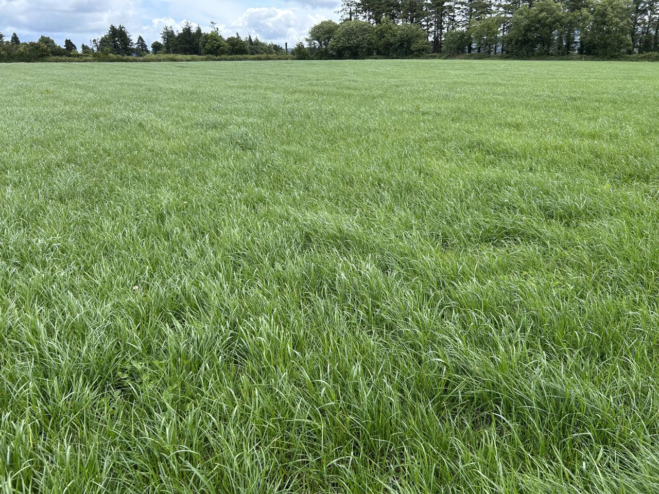 Grass growth reached average of 13.2t DM/ha in 2025 - report