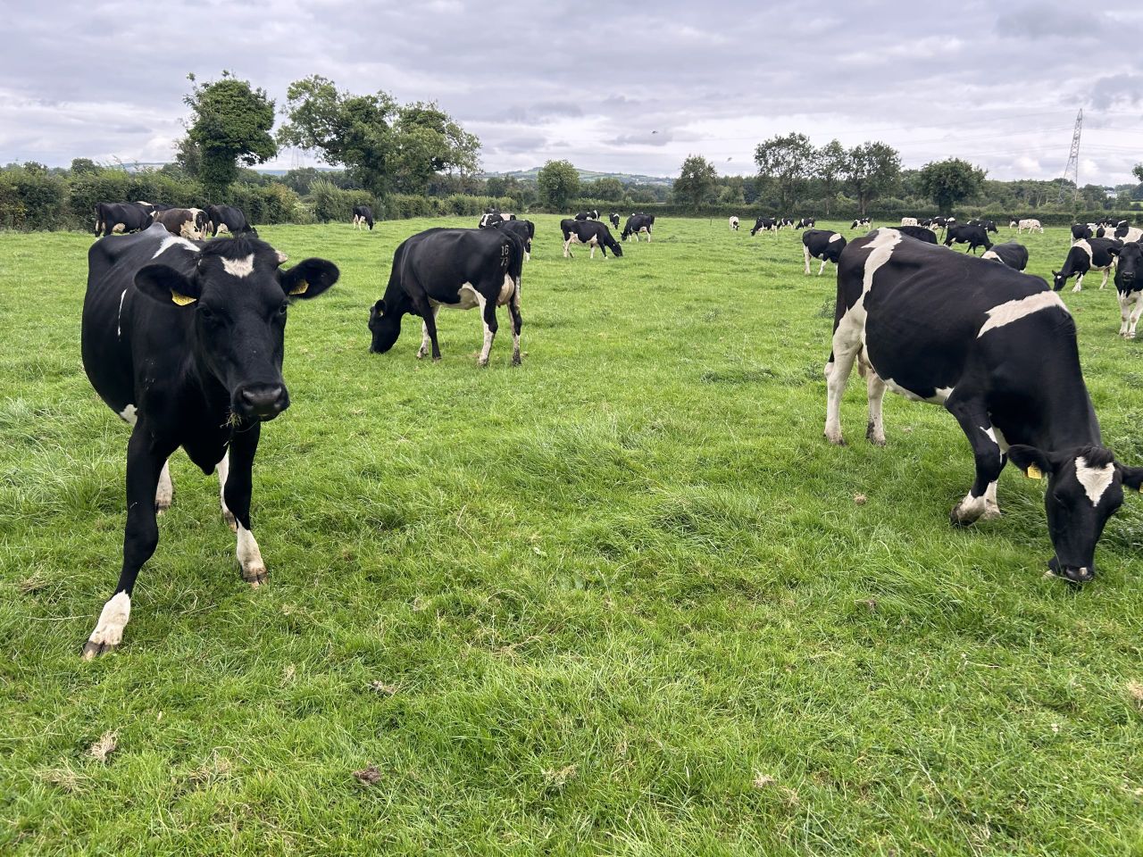 Grass: Time to start thinking about final rotation