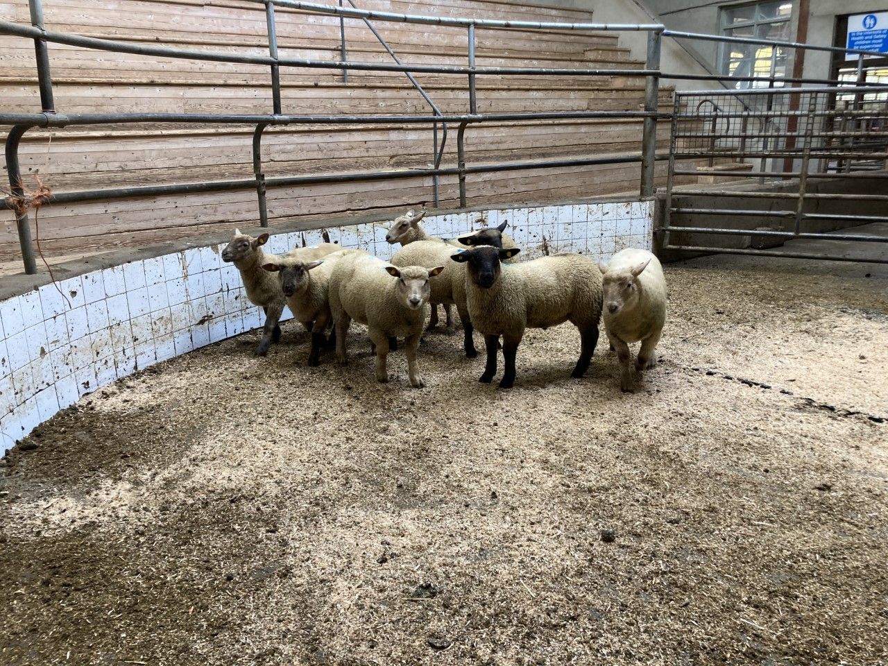 Sheep trade: Spring lamb prices push on