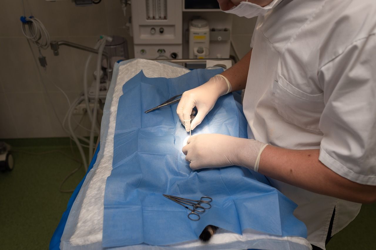 Vet council seeks views on standards in practices and programmes