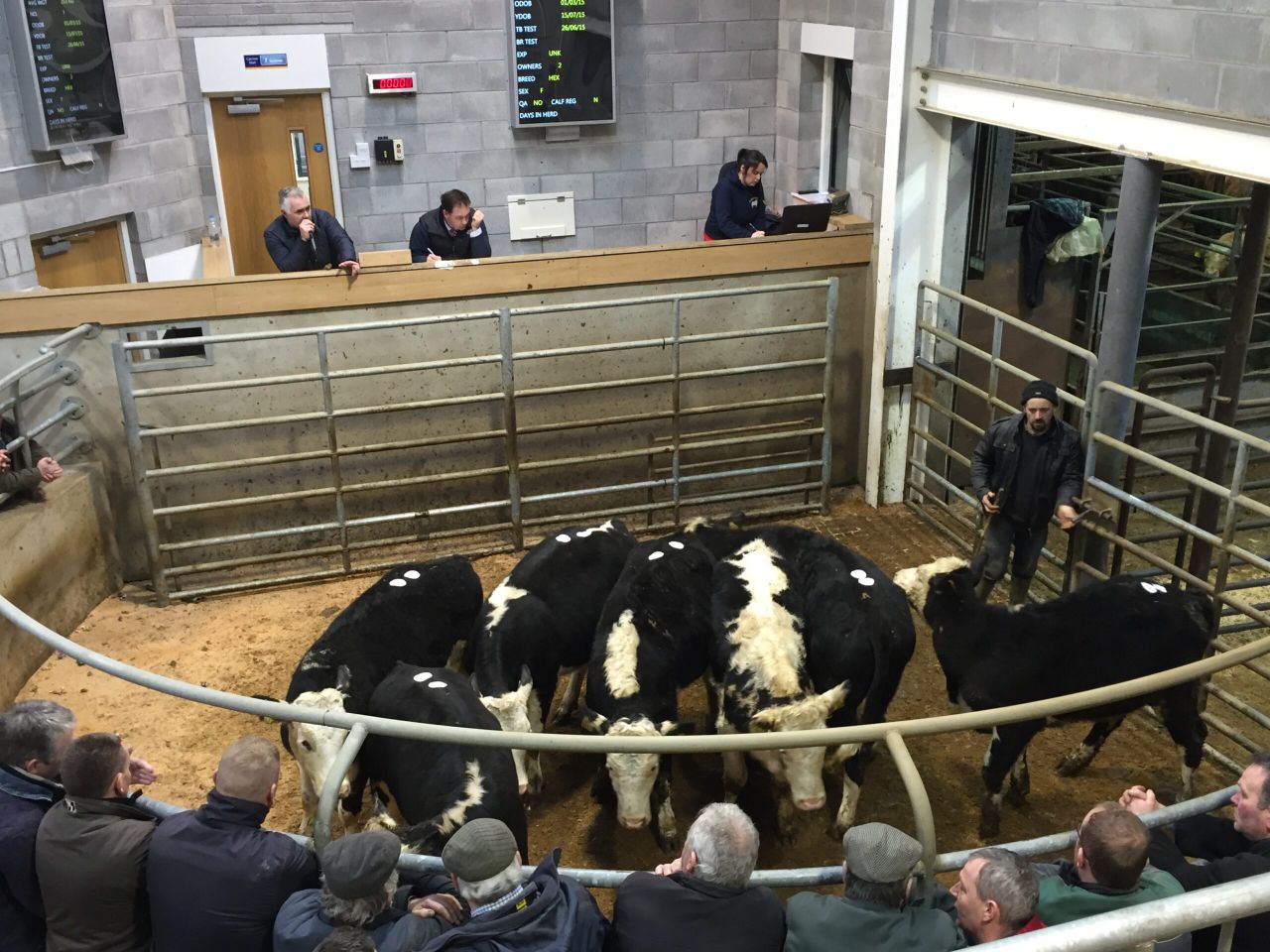 Cattle marts: Age and weight price cuts 'a way for factories to buy cheap beef'