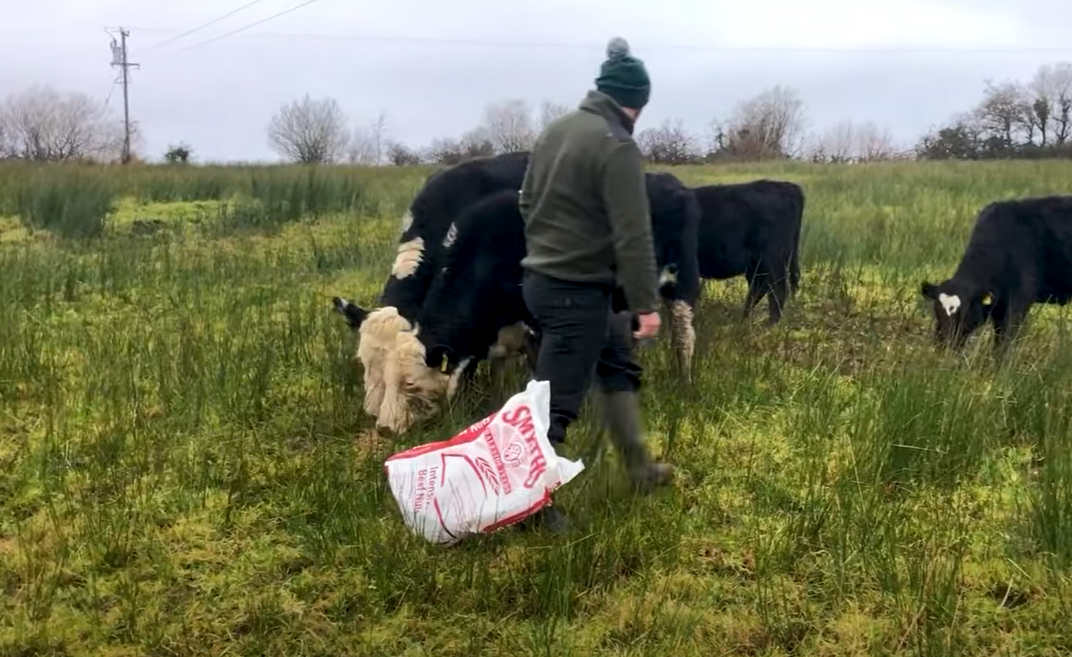 Liver fluke remains a concern in cattle herds and sheep flocks