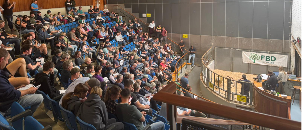 Average sale price of €913 at Sheep Ireland Multi-breed ram sale