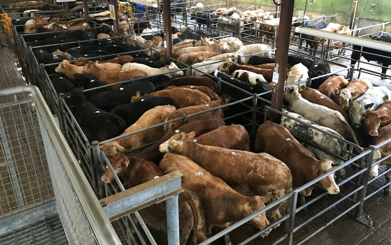 Cattle marts: Trade improves with more quality on offer