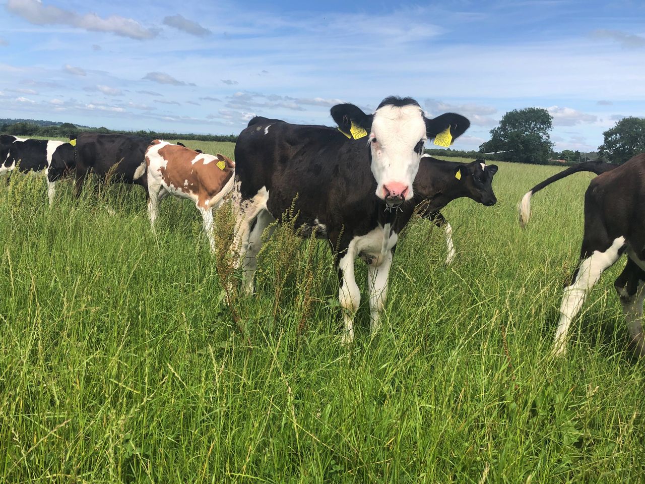 Report: Potential for Covid-19 infection in cattle - through inoculation
