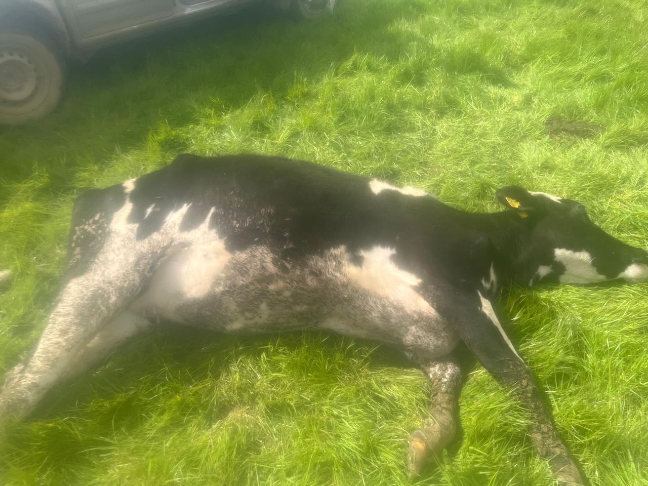 One heifer killed and more injured following dog attack in Wicklow