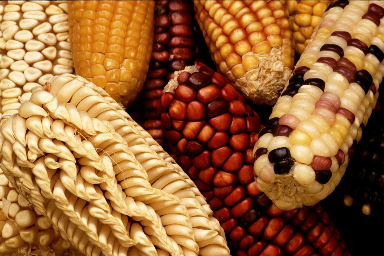EU Commission authorises 2 genetically modified crops