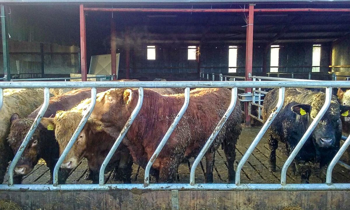 Buying intensifies as exporter sources bulls for Turkey