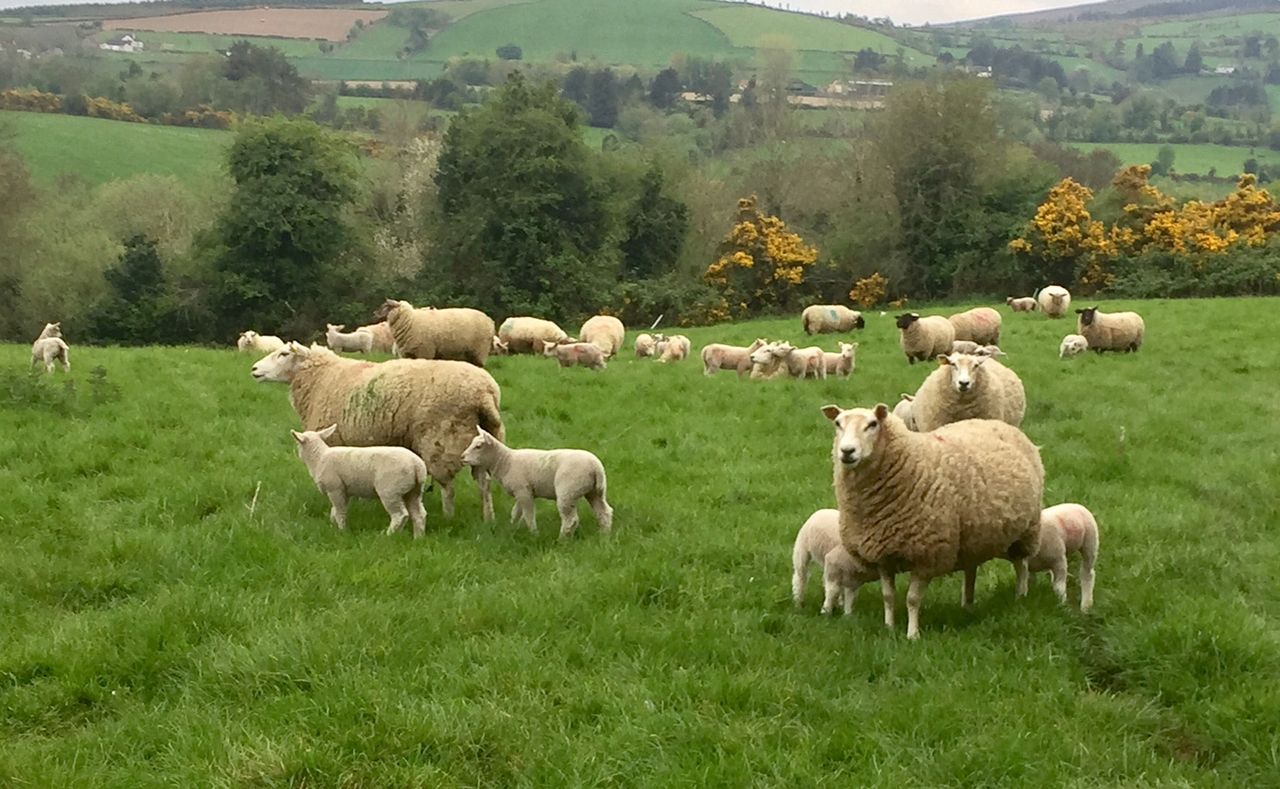 Quotes for spring lambs a 'slap in the face' for farmers - ICSA