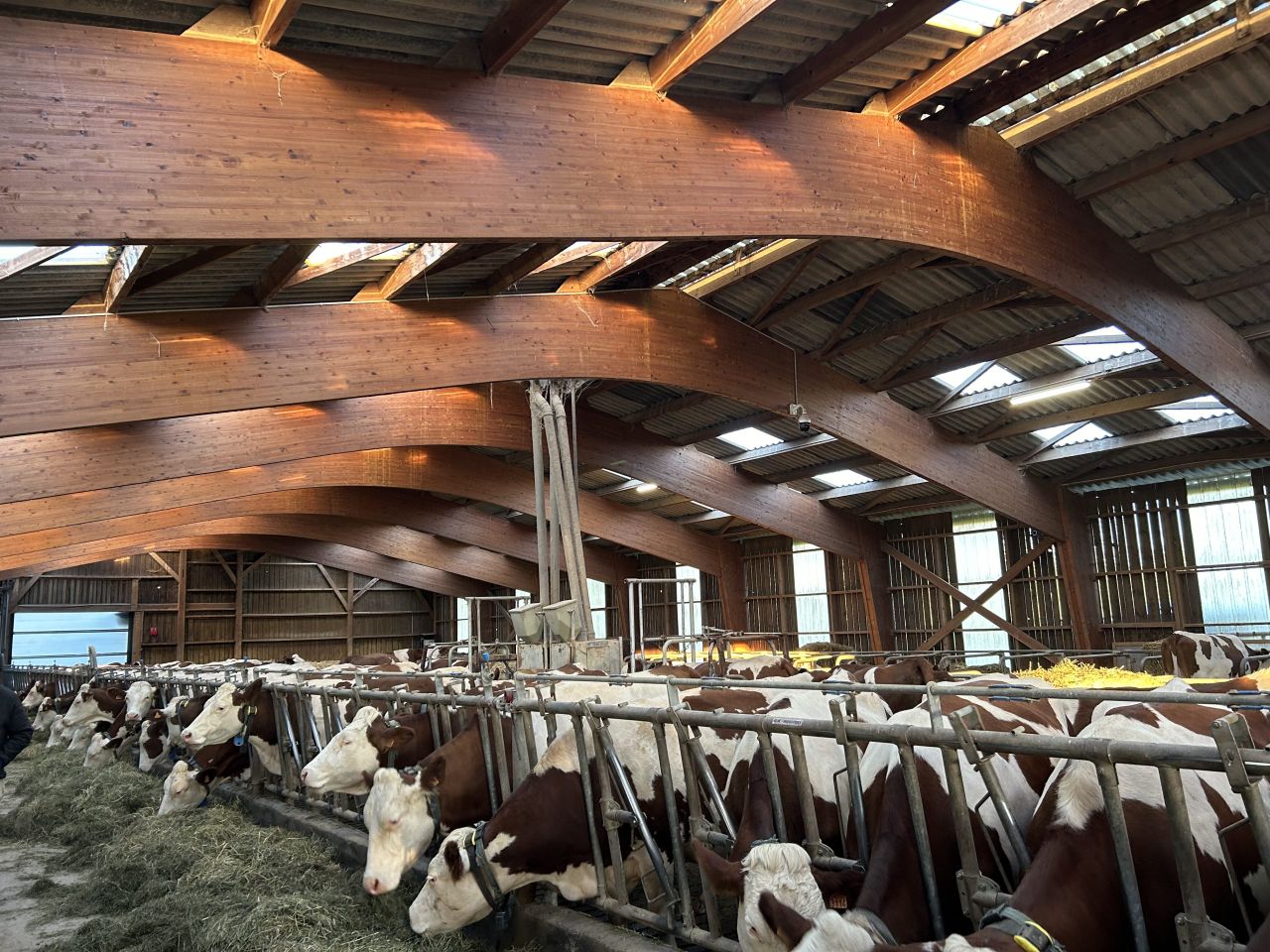 Watch: Hay crane enhancing feed efficiency for Montbeliarde herd