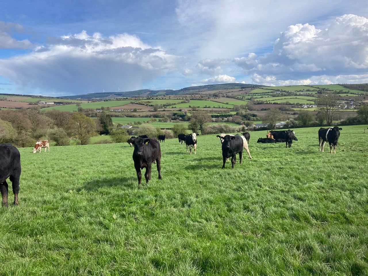 Bord Bia to host international chefs on 'gourmet beef and lamb tour'