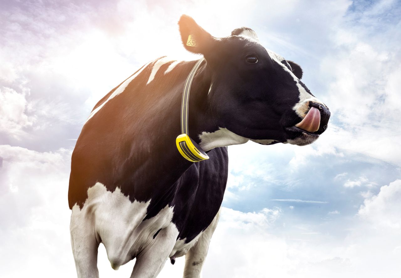 Have you considered a heat-detection system for breeding 2020?