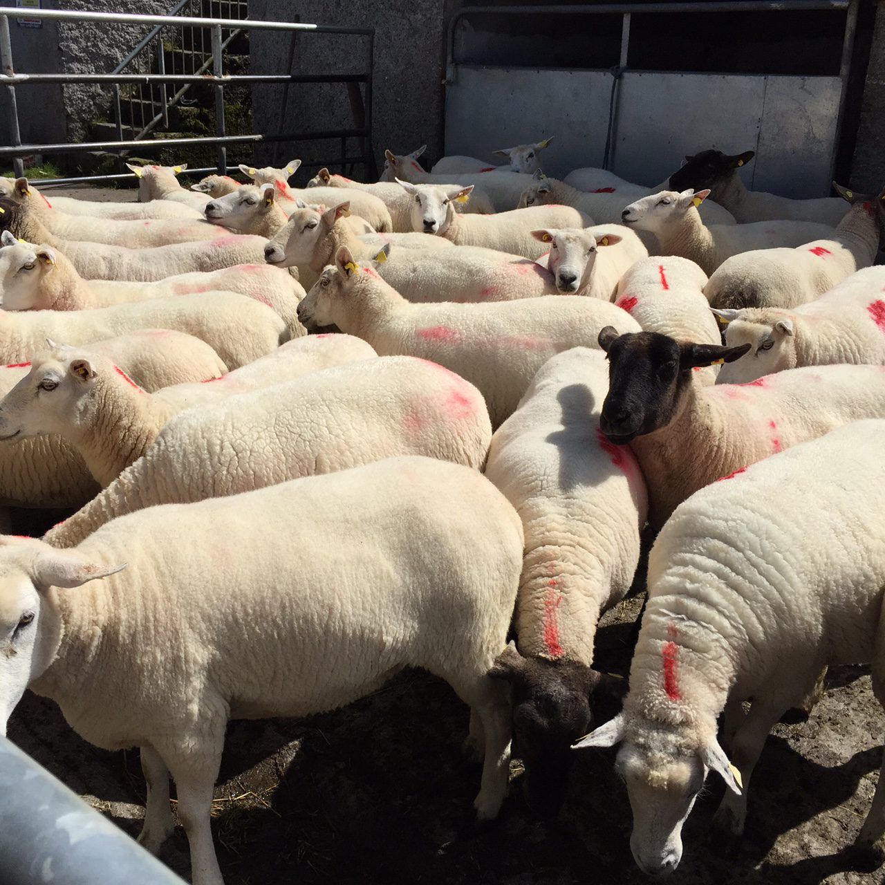 Four key elements to control liver fluke in sheep