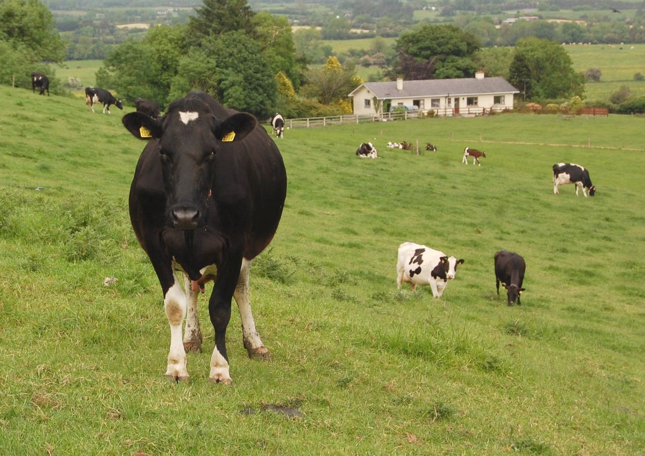 Meath company with global ambitions for new milk drink