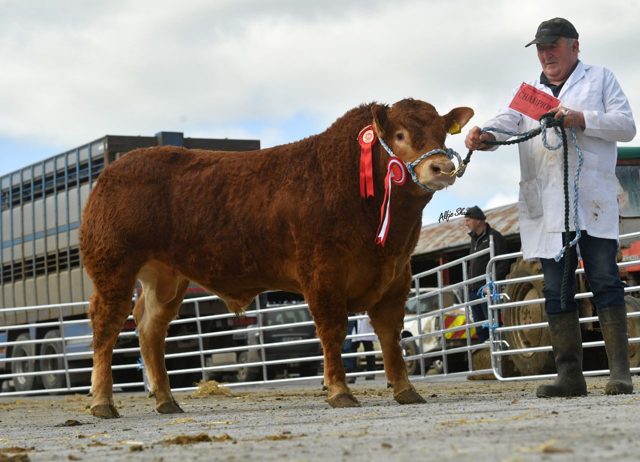 Top price of €9,100 for Limousin bull at Athenry sale