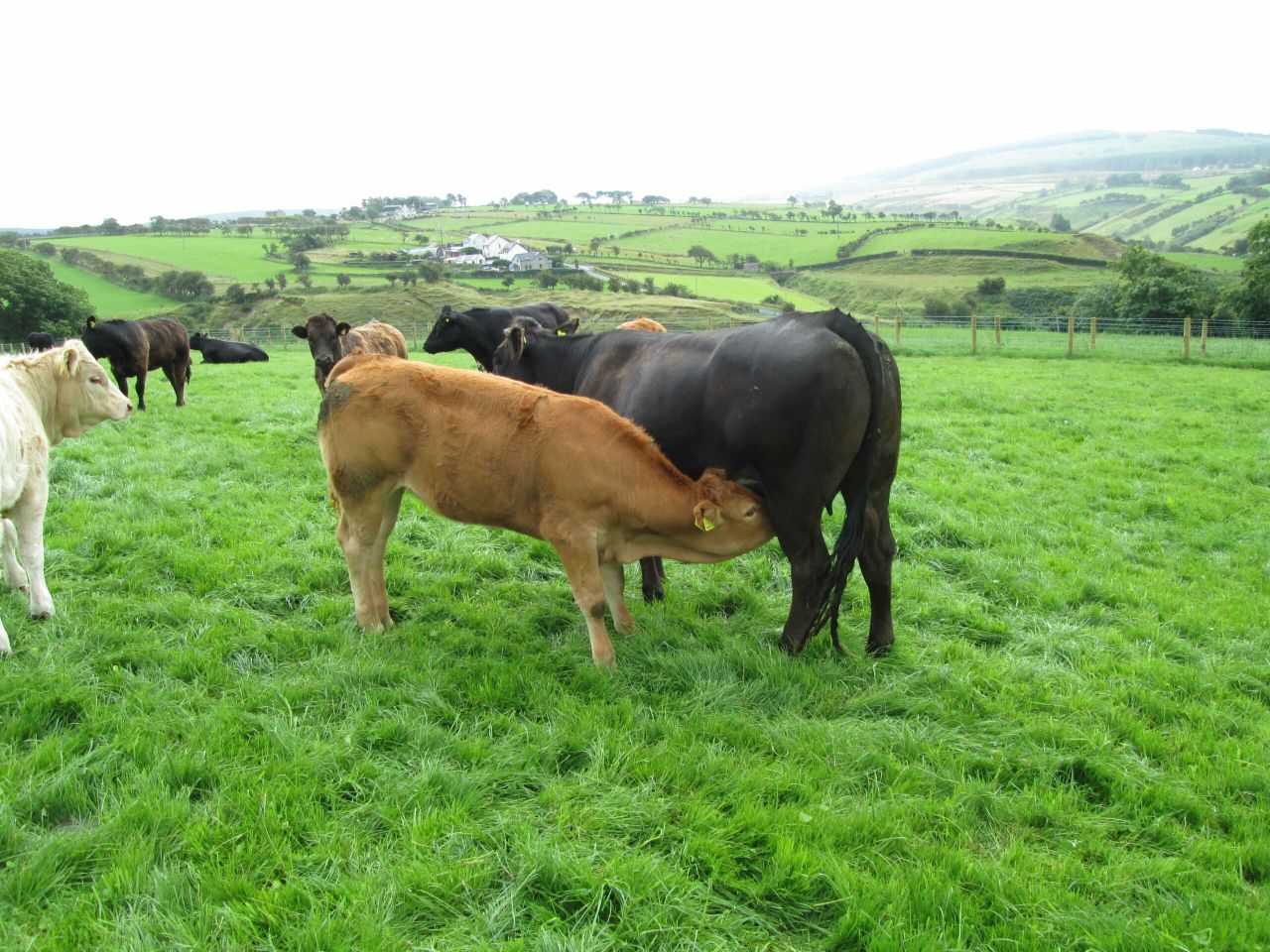 I'm thinking of weaning spring-born calves, but what do I feed them?