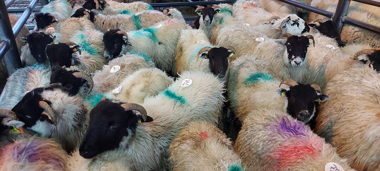 Hoggets breaking €200/head is a first for Kenmare Mart manager