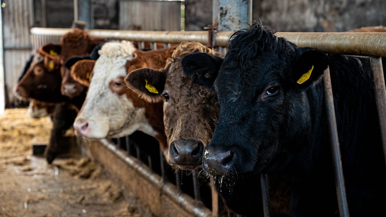 Beef trade: It's business as usual, with supplies in factories beginning to fill
