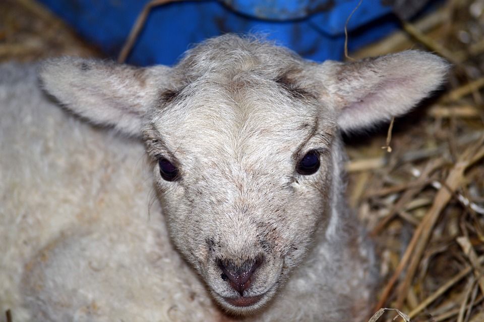Live animal crib returns to Co. Wexford this weekend