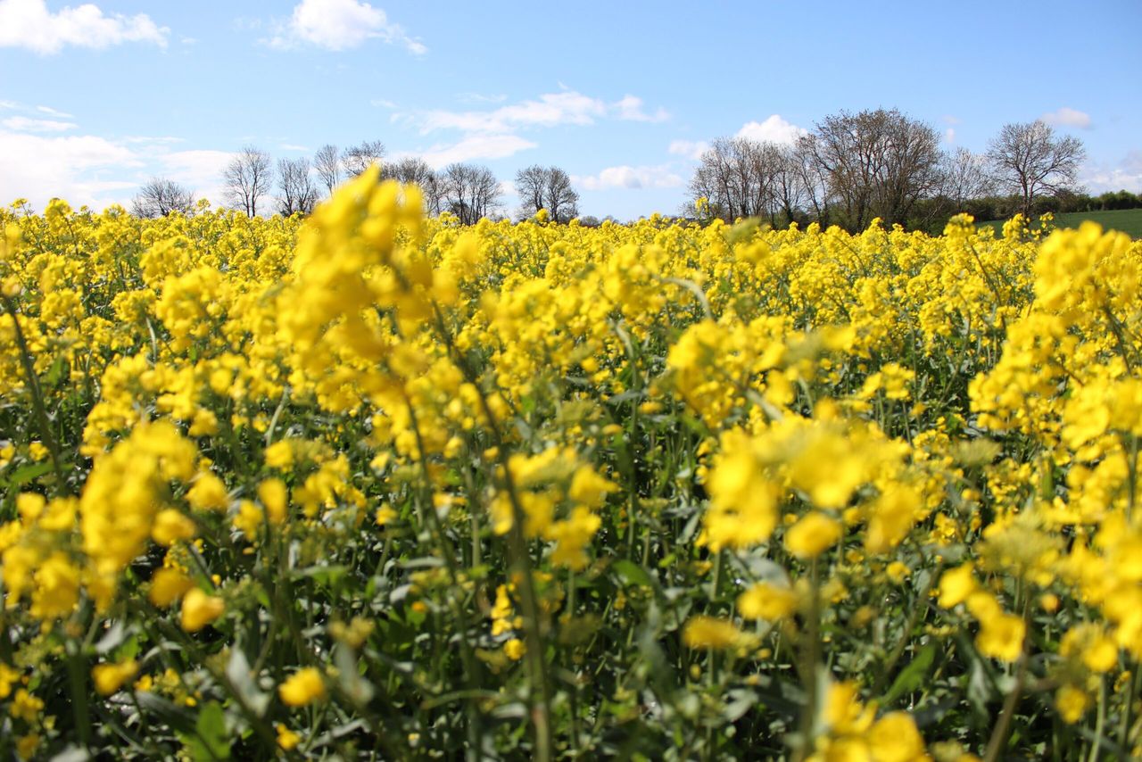 Winter oilseed rape: The big winner in harvest 2025