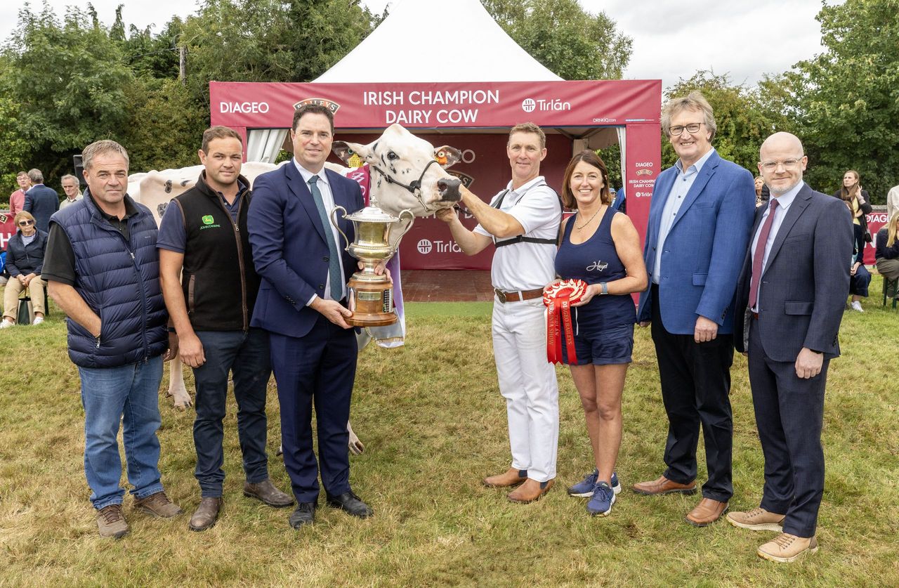 Annaghmore Fitz Atlee EX96 is the 2025 Baileys Champion Cow