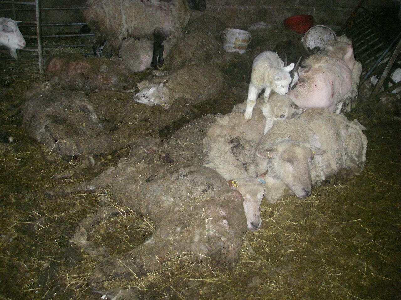 Pigs found 'eating the remains of dead animals' on horrific Bristol holding