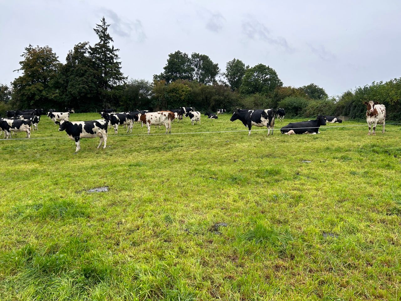 Health is the new fertility for national dairy herd