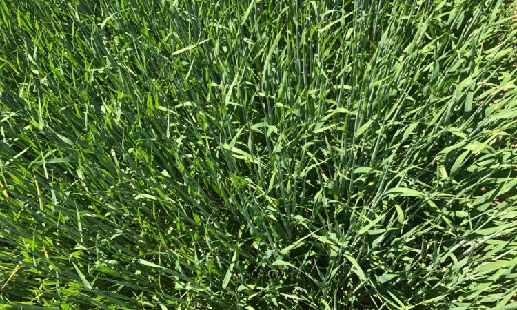 Where is the harvest malting price sitting at present?