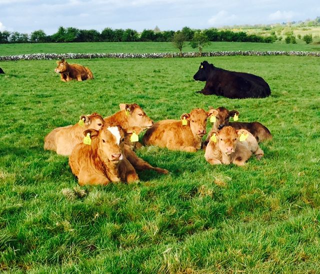 Over 1,600 calves test positive for BVD in Northern Ireland since March