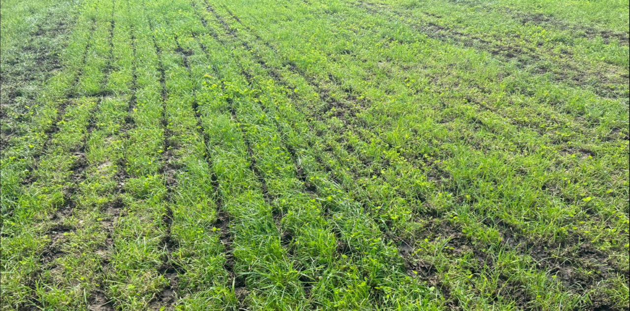 Current nutrient value of cattle slurry estimated at €29/1,000g